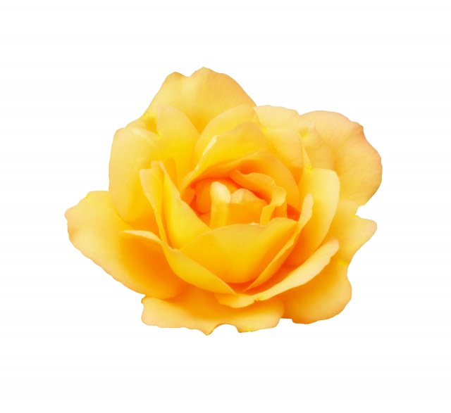 薔薇にまつわる英語表現あれこれ Eigo Chat Lab 公式ブログ