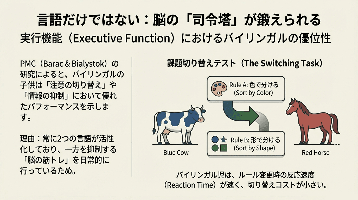 日本のインフォグラフィックは、バイリンガルは脳の実行機能を高めると説明し、参加者が色や形（青い牛、赤い馬）で並べ替えるタスクを示し、バイリンガルの方が反応時間が速いことに言及している。.